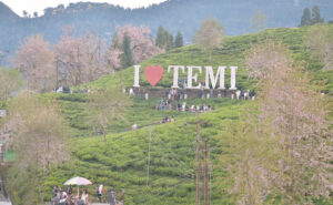 तिमी चाय बगान ने बनाया रिकार्ड : नीलामी में ₹27,000 प्रति किलोग्राम का मिला भाव