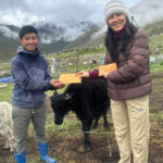 दुर्गम हिमालय में याक बछड़ों की रैली, पशुपालकों को प्रोत्साहन
